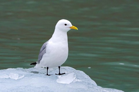 Black-legged kittiwake (Rissa tridactyla) adult in breeding plumage resting on ice floe in the