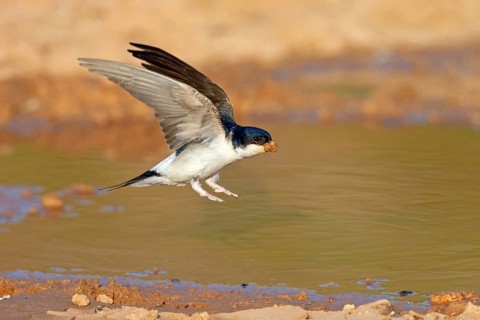 House Martin, Town Swallow, common house martin (Delichon urbica), Lesbos, Lesbos Island, Greece,