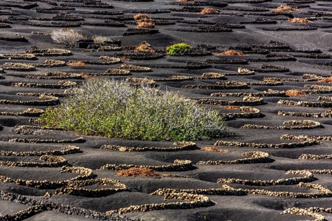 2016, La Geria, Lanzarote, La Geria, ESP, Spain, Canary Islands, Canary Islands, Atlantic Ocean,