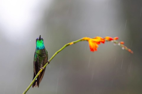 Fire-throated Hummingbird (Panterpe insignis), Hummingbird (Trochilidae), Swiftbirds (Apodiformes),