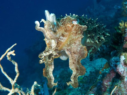 Broad-armed sepia (Sepia latimanus) swimming near a coral reef in blue water, dive site Close