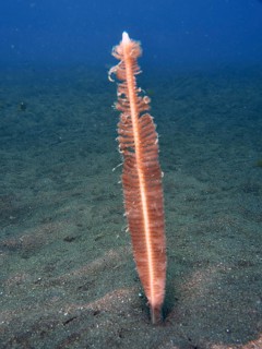 A single sea pen (Virgularia) rises from the sandy seabed, dive site Puri Jati, Umeanyar, Bali,