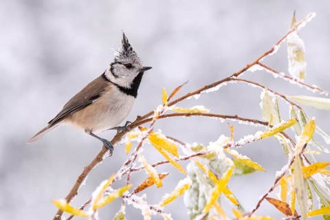 Crested Tit (Parus Scalloped ribbonfish), sitting on a branch, Terfens, Tyrol, Austria, Europe