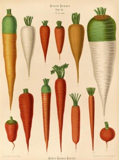 Vegetables, carrots, after Ernst Samuel Benary (10 November 1819, 19 February 1893), Hessian