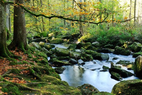 Quiet river in a mossy autumn forest with hanging branches and falling leaves, Saußbach, Bavarian