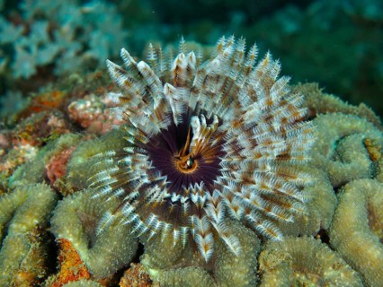Tube worm (Sabellastarte) with colourful, spreading patterns Feathered animal in coral under water,