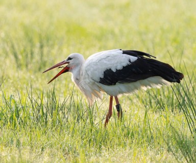 White stork (Ciconia ciconia) foraging in a meadow with an earthworm, Lower Saxony, Germany, Europe