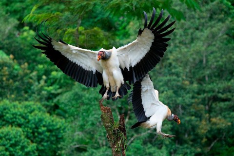Flying King vulture (Sarcoramphus papa), Costa Rica, Central America