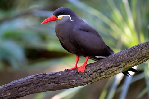 Inca Tern (Larosterna inca), adult, on tree, on wait, South America