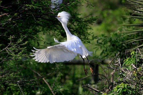 Great Egret (Egretta thula), adult, flying, St. Augustine, Florida, North America, USA, North