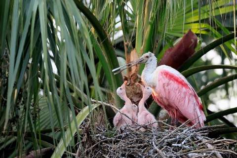 Roseate spoonbill (Platalea ajaja), adult, three juveniles, three chicks, on nest, at breeding