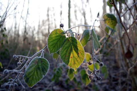 Blackberry (Rubus), Leaf, Winter, Frost, The leaves of a blackberry are covered with ice and are
