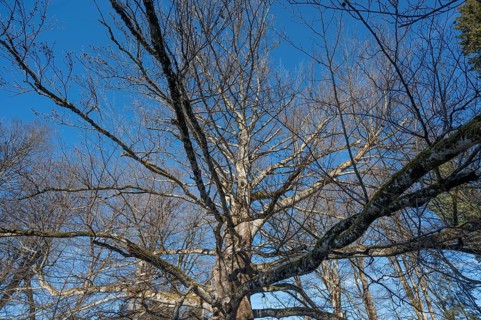 Centenarian, dying copper beech (Fagus sylvatica), Bavaria, Germany, Europe
