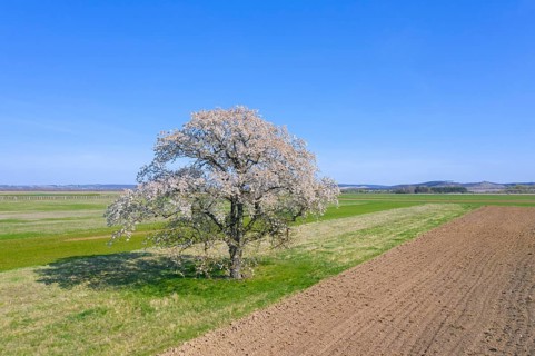 Wild cherry, sweet cherry, gean (Prunus avium, Cerasus avium) solitary fruit tree flowering in