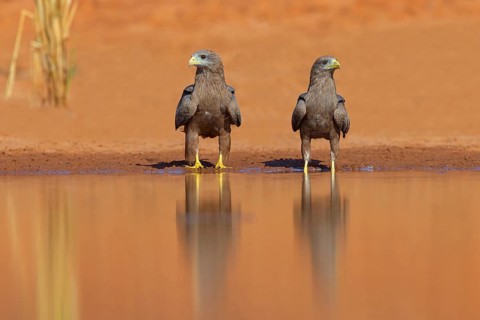 Black Kite, (Milvus aegyptius), Morgan Kunda lodge / road to Kat, Jajari, North Bank, Gambia,