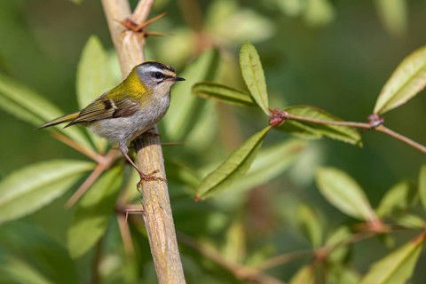 Goldcrest, Regulus ignicapillus, Luce, Mountain area, Luce, Styria, Slovenia, Europe