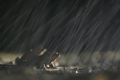 Common toad (Bufo bufo), two males, in the rain, on the way to the spawning waters, evening, toad