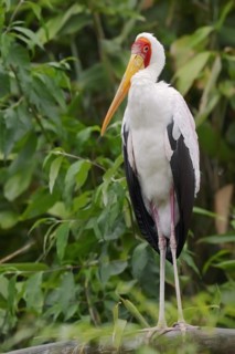 African yellow-billed stork (Mycteria ibis), captive, occurrence in Africa