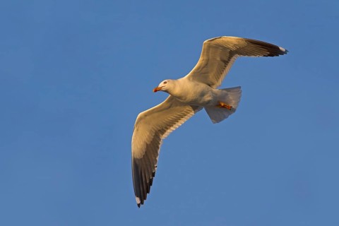 Herring gull, (Larus fuscus), aerial photograph, Heligoland, Schleswig-Holstein, Federal Republic