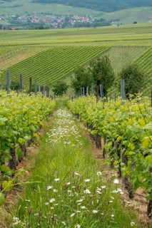 Vineyards in spring, rows of vines, marguerites (Leucanthemum), Southern Palatinate, Palatinate,