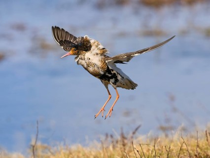 Ruff (Calidris pugnax) male in breeding plumage displaying at lek, jumping up in the air, Pokka,