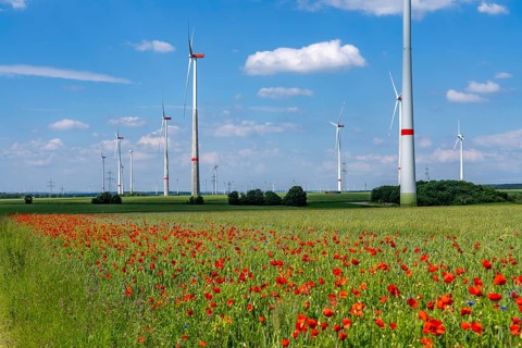 Wind farm, field with flower strips, insect-friendly border of fields with mixed flowers, poppies,