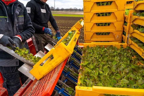 Lettuce plants, in press pots, they are planted in a field with a planting machine, agriculture,