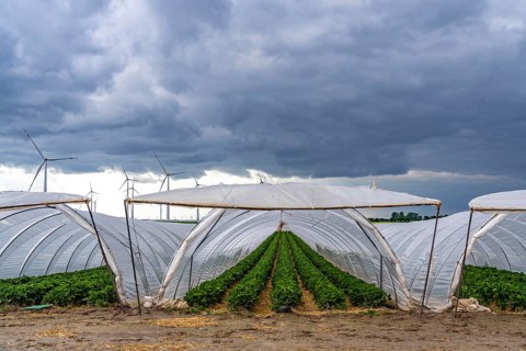 Agriculture, large areas with foil tunnels, for the cultivation of strawberries, wind farm, south