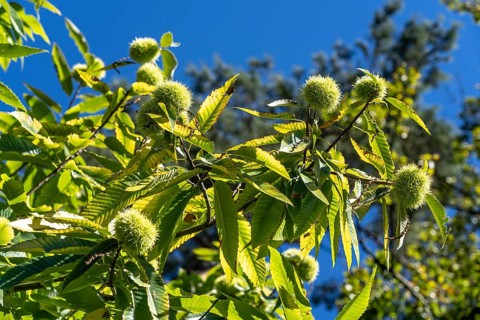 Fruits of the sweet chestnut, in the Haard forest area, in the northern Ruhr region, bordering the