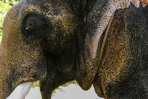 Asian elephant (Elephas maximus), Thai, Thai, Asian, trunk, animal, mammal, animal park, ivory,