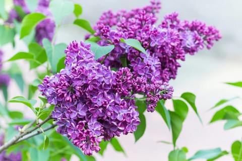 Blooming lilac in the botanical garden in spring