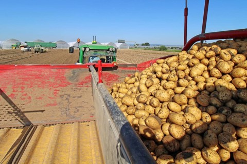 Farmer Hartmut Magin from Mutterstadt harvesting early potatoes in the Palatinate (Mutterstadt,