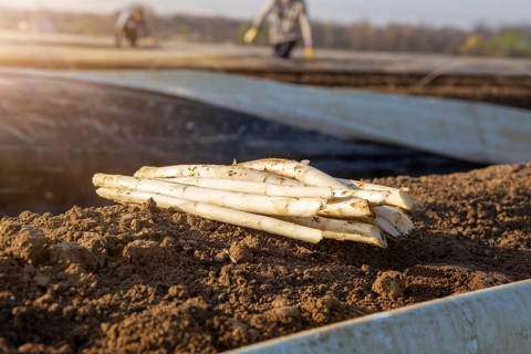 Asparagus harvest at farmer Hartmut Magin's in Mutterstadt, Rhineland-Palatinate