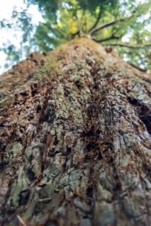 Sequoia (Sequoioideae), tree trunk, bark, nature, tree, plant, old, Piesberg, Osnabrück, Germany,