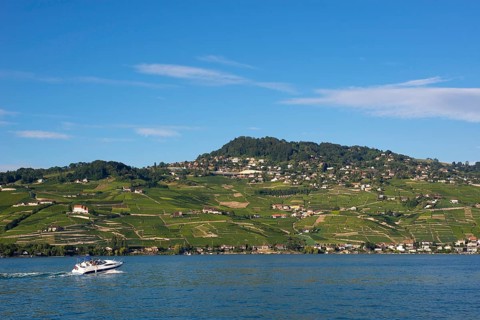 Viticulture in Lavaux, vine, vineyard, wine, agriculture, agribusiness, beverage, alcohol,