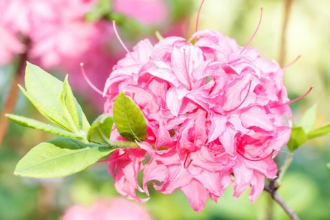 Rhododendron (azalea) flowers of various colors in the spring garden. Closeup. Blurred background