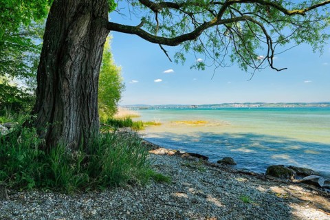 Tree provides shade on the beach near Lake Constance, Altnau in the canton of Thurgau, Switzerland,