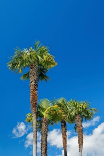 Palm trees against a blue sky in Ascona, Canton Ticino, Switzerland, Europe