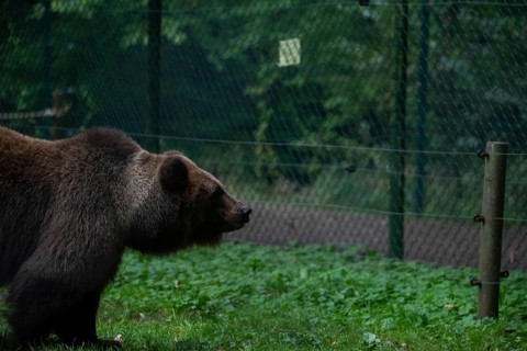 Brown bear, Müritz Bear Park, protection centre for brown bears from zoos, circuses and private