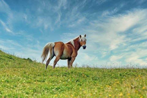 Haflinger, Ebbs, Tyrol, Austria, Europe, KI generated, Europe