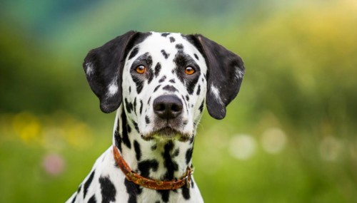 Pets, Dog, Dalmatian, AI-generated, AI generated