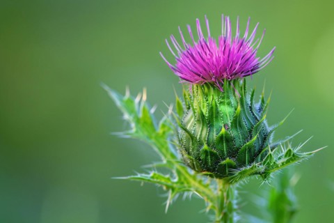 Purple thistle in bloom. KI generiert, generiert, AI generated