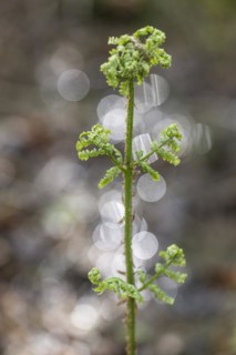 Spiny fern (Dryopteris carthusiana), frond shoot, province of Drenthe, Netherlands