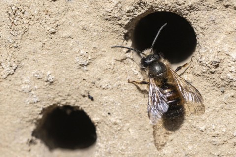 Rusty red mason bee (Osmia bicornis), Emsland, Lower Saxony, Germany, Europe