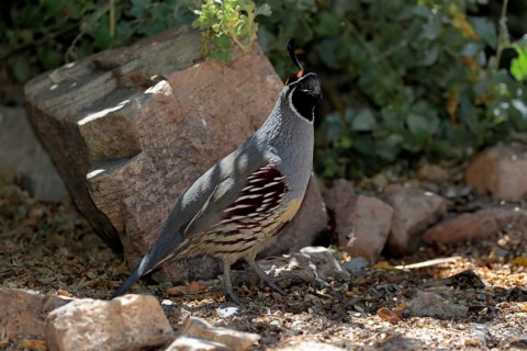 Gambel's quail (Callipepla gambelii), adult, male, alert, Sonoran Desert, Arizona, North America,