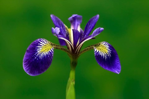 American marsh iris (Iris versicolor), flower, in bloom, at a pond, Ellerstadt, Germany, Europe