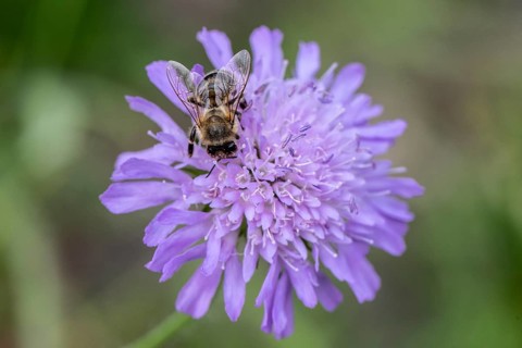 Honey bee (Apis mellifera) on field scabious (Knautia arvensis), Emsland, Lower Saxony, Germany,