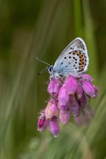 Amanda's blue (Polyommatus amandus), Emsland, Lower Saxony, Germany, Europe