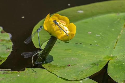 Azure damselflies (Coenagrion puella) laying eggs, Emsland, Lower Saxony, Germany, Europe