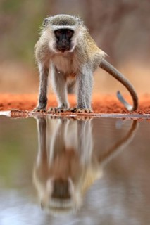 Vervet Monkey (Chlorocebus pygerythrus), adult, at the water, alert, Kruger National Park, Kruger